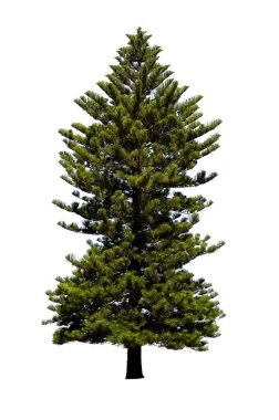 çam ağacı beyaz arkaplanda izole edildi