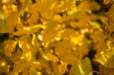 Sonbaharda altın kavak, Avustralya Meadow Flat NSW