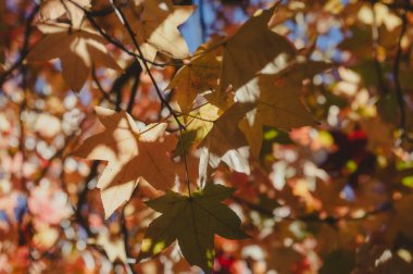 Autumn Leaves 'in bulanık resmi Arka plan, Mount Wilson nsw Avustralya