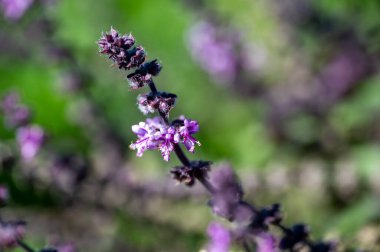 Mor Esmer Opal Basil bitkisi bahçe yatağında çiçek açıyor, mor fesleğen çiçekleri. Bahçede yetişen fesleğen çeşnisi. Salatalarda kullanılan sağlıklı bitki, seçici odak