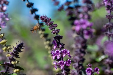 Mor Esmer Opal Basil bitkisi bahçe yatağında çiçek açıyor, mor fesleğen çiçekleri. Bahçede yetişen fesleğen çeşnisi. Salatalarda kullanılan sağlıklı bitki, seçici odak