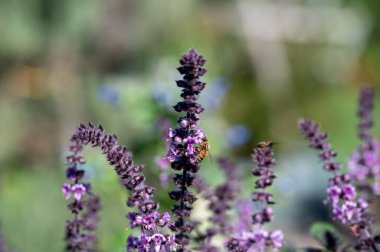 Mor Esmer Opal Basil bitkisi bahçe yatağında çiçek açıyor, mor fesleğen çiçekleri. Bahçede yetişen fesleğen çeşnisi. Salatalarda kullanılan sağlıklı bitki, seçici odak