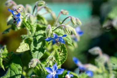Baharda ve yazın Avustralya 'da mavi çiçek