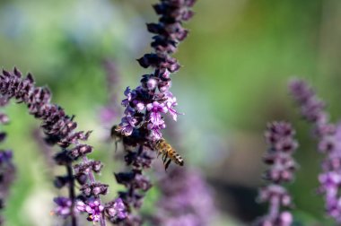Mor Esmer Opal Basil bitkisi bahçe yatağında çiçek açıyor, mor fesleğen çiçekleri. Bahçede yetişen fesleğen çeşnisi. Salatalarda kullanılan sağlıklı bitki, seçici odak