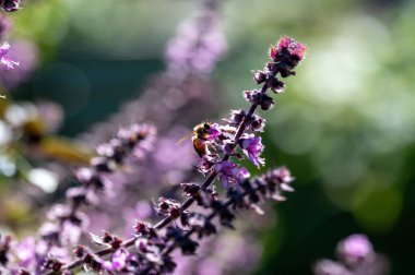 Mor Esmer Opal Basil bitkisi bahçe yatağında çiçek açıyor, mor fesleğen çiçekleri. Bahçede yetişen fesleğen çeşnisi. Salatalarda kullanılan sağlıklı bitki, seçici odak