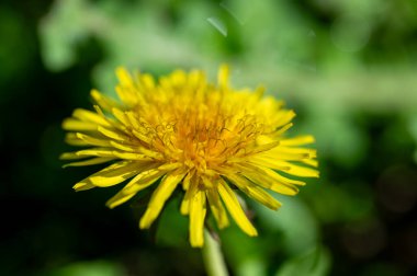 Yeşil arka planda sarı karahindiba çiçekleri. Bahar ve yaz arkaplanı, Avustralya 'nın yerli bitkileri, bir bal arısı sarı karahindiba çiçeklerinden nektar toplar.