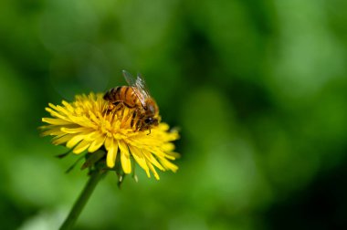 Yeşil arka planda sarı karahindiba çiçekleri. Bahar ve yaz arkaplanı, Avustralya 'nın yerli bitkileri, bir bal arısı sarı karahindiba çiçeklerinden nektar toplar.