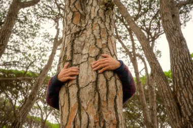 Kahverengi bir ağaç gövdesine sarılan bir adam. Çevre ve çevresel yaşam tarzı insanları kavramı. Ormanların tahrip edilmesinden tasarruf. Korunma. Açık hava eğlence parkı aktivitesi