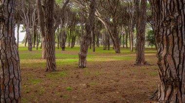 Taze yeşilin arkaplan dokusu ve güneş ışığında yerel bir halk parkının ağaçları, Avustralya
