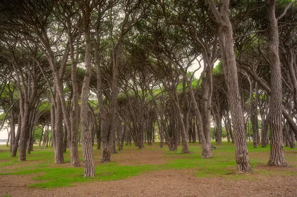 Taze yeşilin arkaplan dokusu ve güneş ışığında yerel bir halk parkının ağaçları, Avustralya