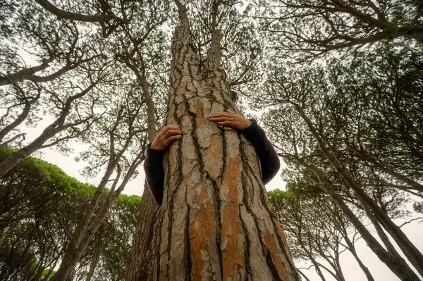 Kahverengi bir ağaç gövdesine sarılan bir adam. Çevre ve çevresel yaşam tarzı insanları kavramı. Ormanların tahrip edilmesinden tasarruf. Korunma. Açık hava eğlence parkı aktivitesi