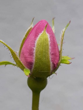 Bahar mevsiminin arka planında pembe çiçek