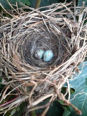 Kuş yuvası yaklaş, iki mavi yumurta