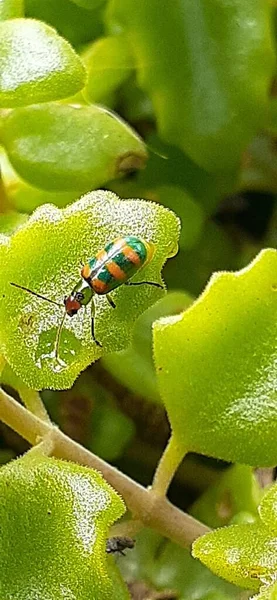 green beetle on a leaf