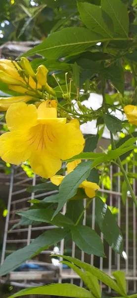 Bahçedeki sarı çiçek