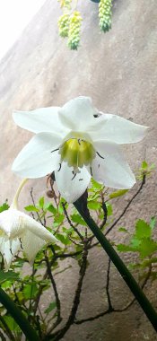 beyaz zambak doğada çiçek