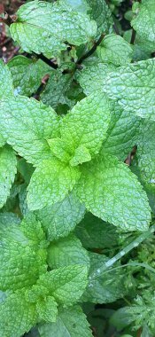 Taze yeşil nane yapraklarının manzarasını kapat