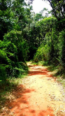 Yazın güzel bir orman.