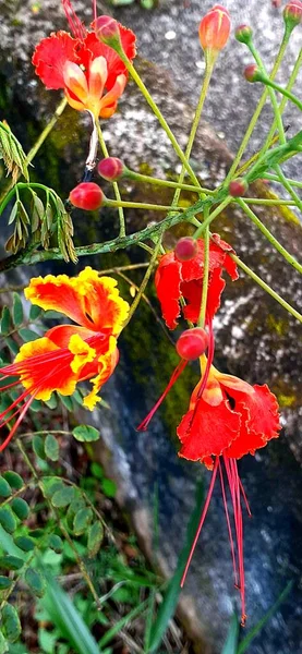 a closeup shot of red and yellow flowers in the garden