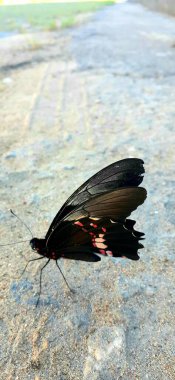 close up shot of a butterfly in a street