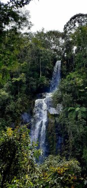 Ormandaki güzel şelale