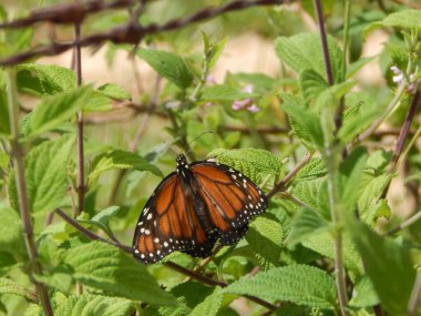 closeup view of beautiful butterfly at nature