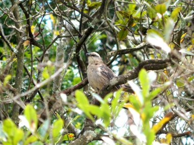 Bunu uçakta Şubesi