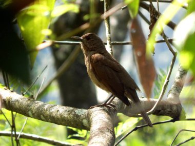 black-headed blackbird sits on a branch of the tree in the forest