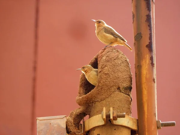 a clay john bird couple at its house in the city