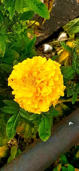 Sárga Virág Kertben Fényes Ősz — Stock Fotó