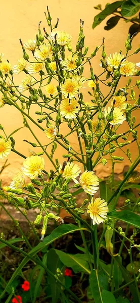 Fleurs Jaunes Dans Jardin — Photo