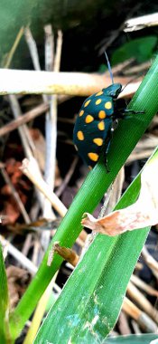 Doğadaki yaprağın üzerinde.