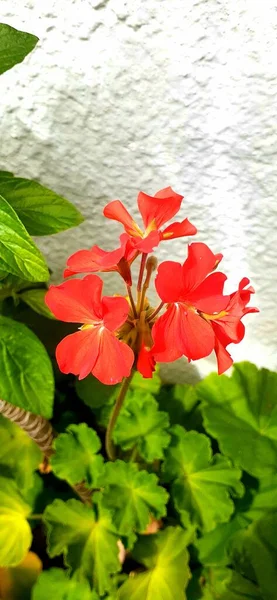 庭の美しい赤いハイビスカスの花 — ストック写真