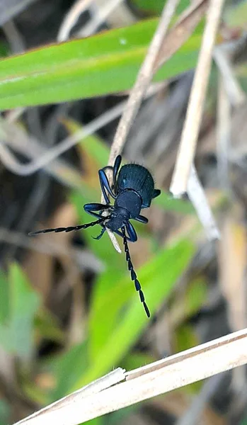 Insecte Noir Dans Jardin — Photo
