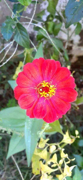 Eine Nahaufnahme Schöner Rosa Blumen — Stockfoto