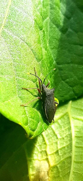Macro Bug Sur Plante Verte — Photo