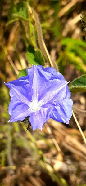 Violetti Kukka Lähikuva — kuvapankkivalokuva