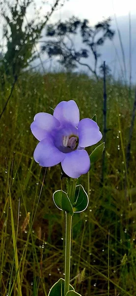 Fioletowo Białe Niebieskie Kwiaty Doliny — Zdjęcie stockowe