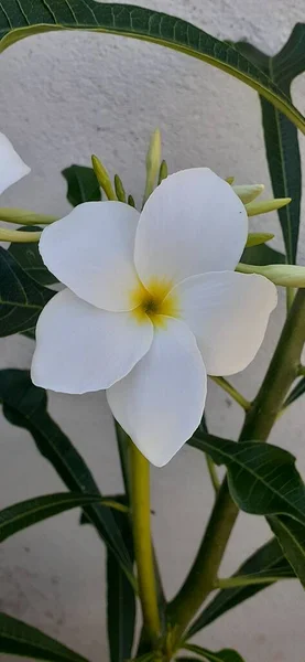 Schöne Weiße Blume Garten — Stockfoto