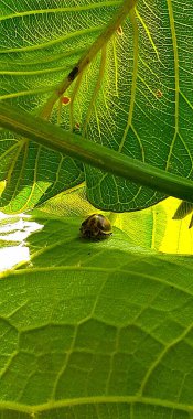 close up of insect at the wild