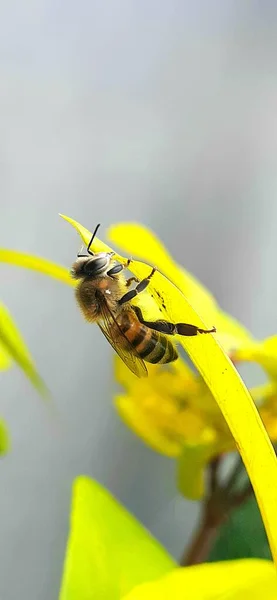 Bee Yellow Leave Summer — Stock Photo, Image