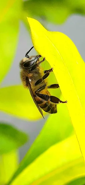 Close Bee Sitting Green Leaf — Stock Photo, Image
