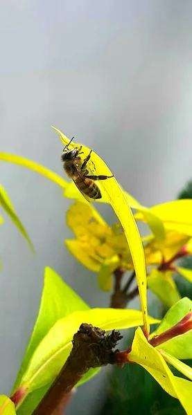 かわいい蜂は枝に座っている — ストック写真