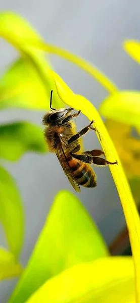 Closeup Bee Wild Nature — Stock Photo, Image
