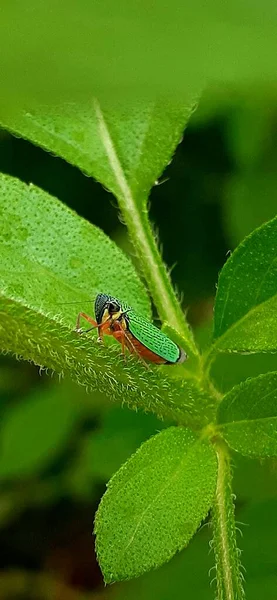 Bug Sur Une Feuille Verte — Photo