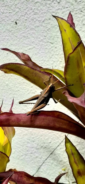 Close Cricket Flora Fauna — Stock Photo, Image