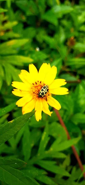 Close Bettle Flower Green Meadow — Stock Photo, Image