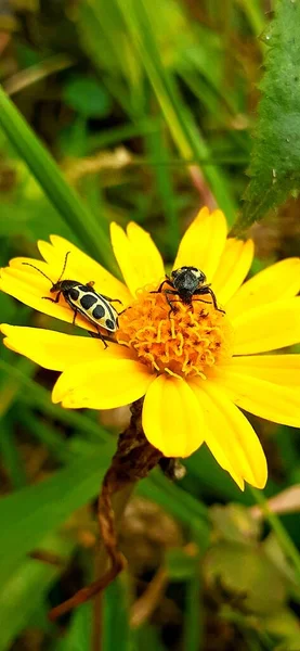 Beautiful Bugs Sitting Flower — Stock Photo, Image