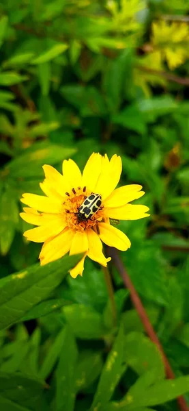 Nahaufnahme Von Insekten Blumen Blühen — Stockfoto
