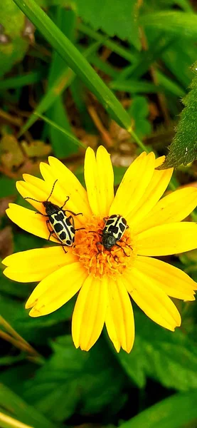 Close Shot Two Insects Yellow Flower — Stock Photo, Image